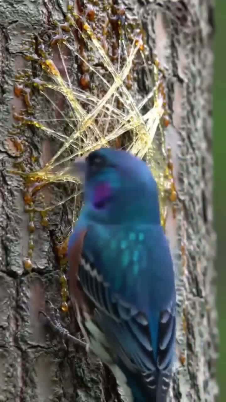 Cover for Every bird had their own skills 🥰
