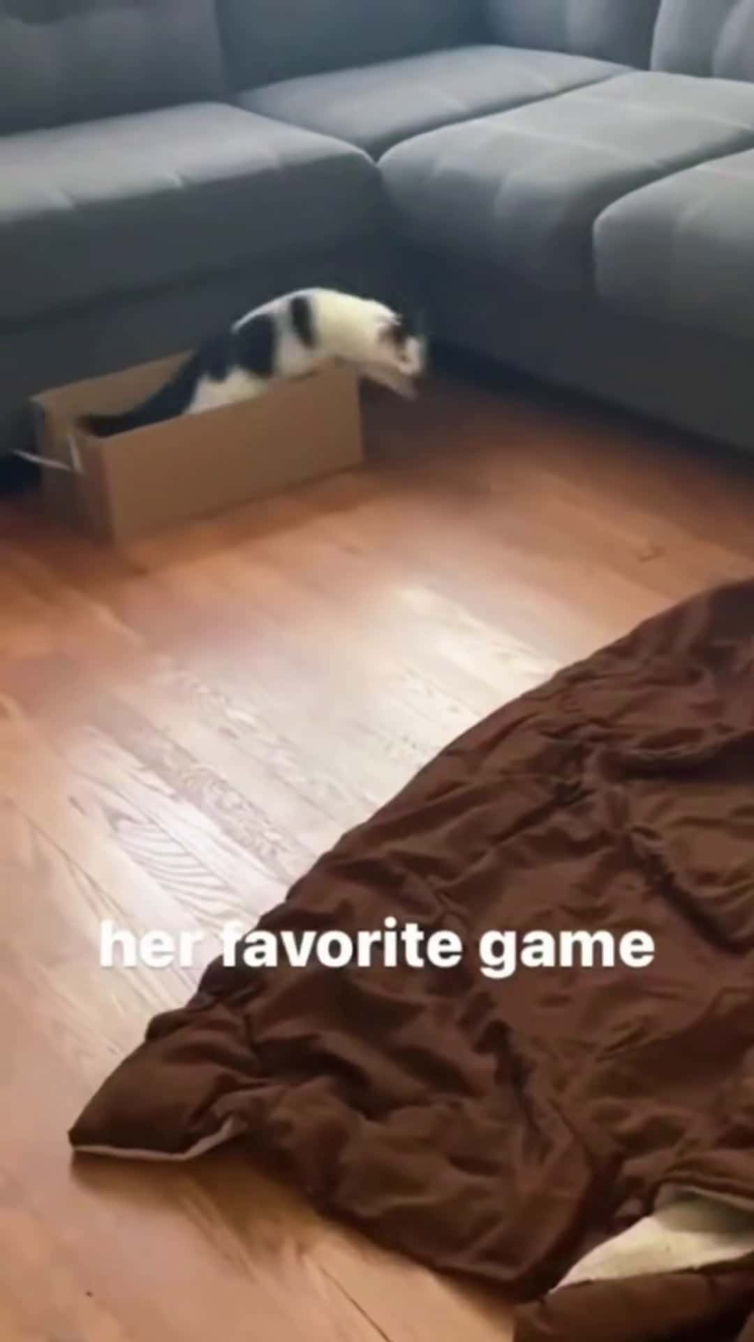 Cover for Funny cats videos🤣 #cat #cats #cutecat #catlover #fyp #foryou #foryoupage #funny #fypシ #funnycat #funnyvideos 