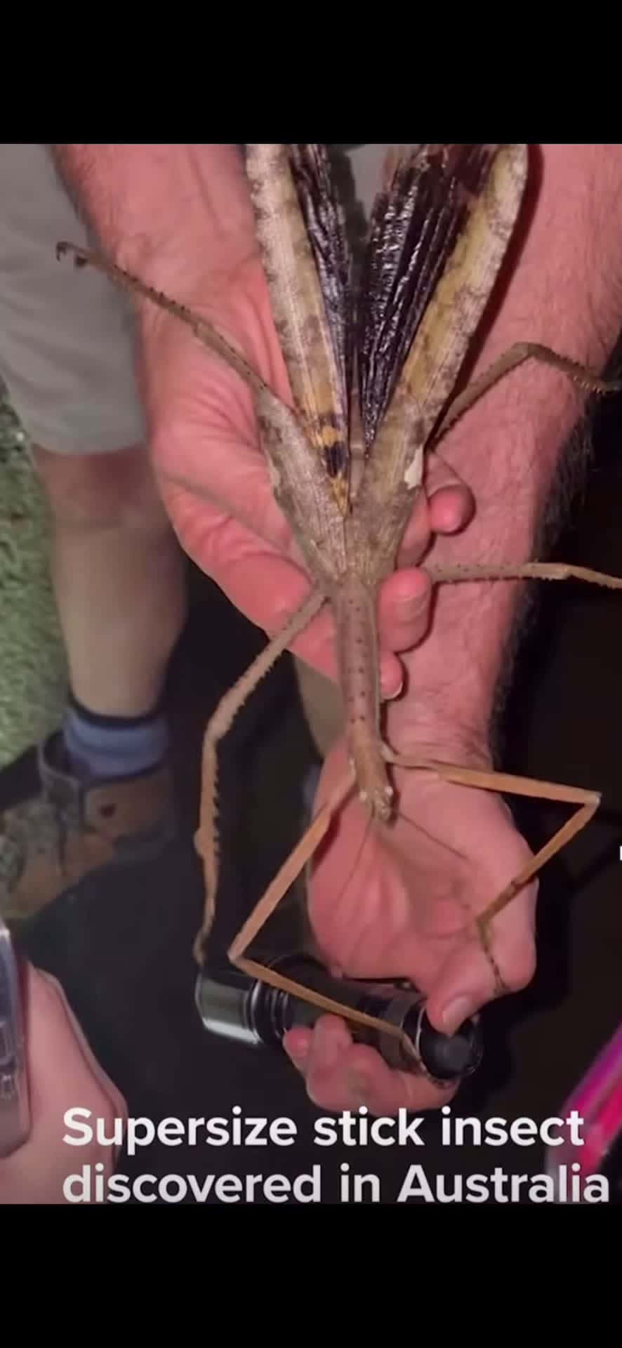 Cover for New species of walking stick found I. Australia 16in..