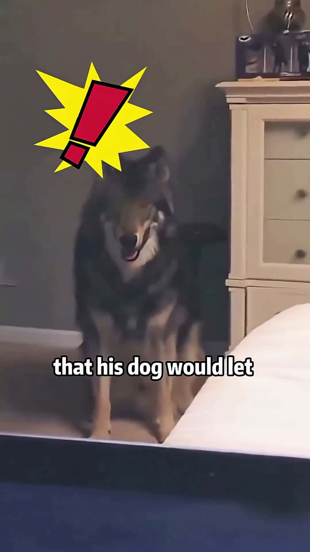 Cover for 😱🐺 DOG TRAITOR_🙏❤️ Pet OPENS DOOR to WILD WOLF! 🚪💥​ #scoopzanimalvideo 