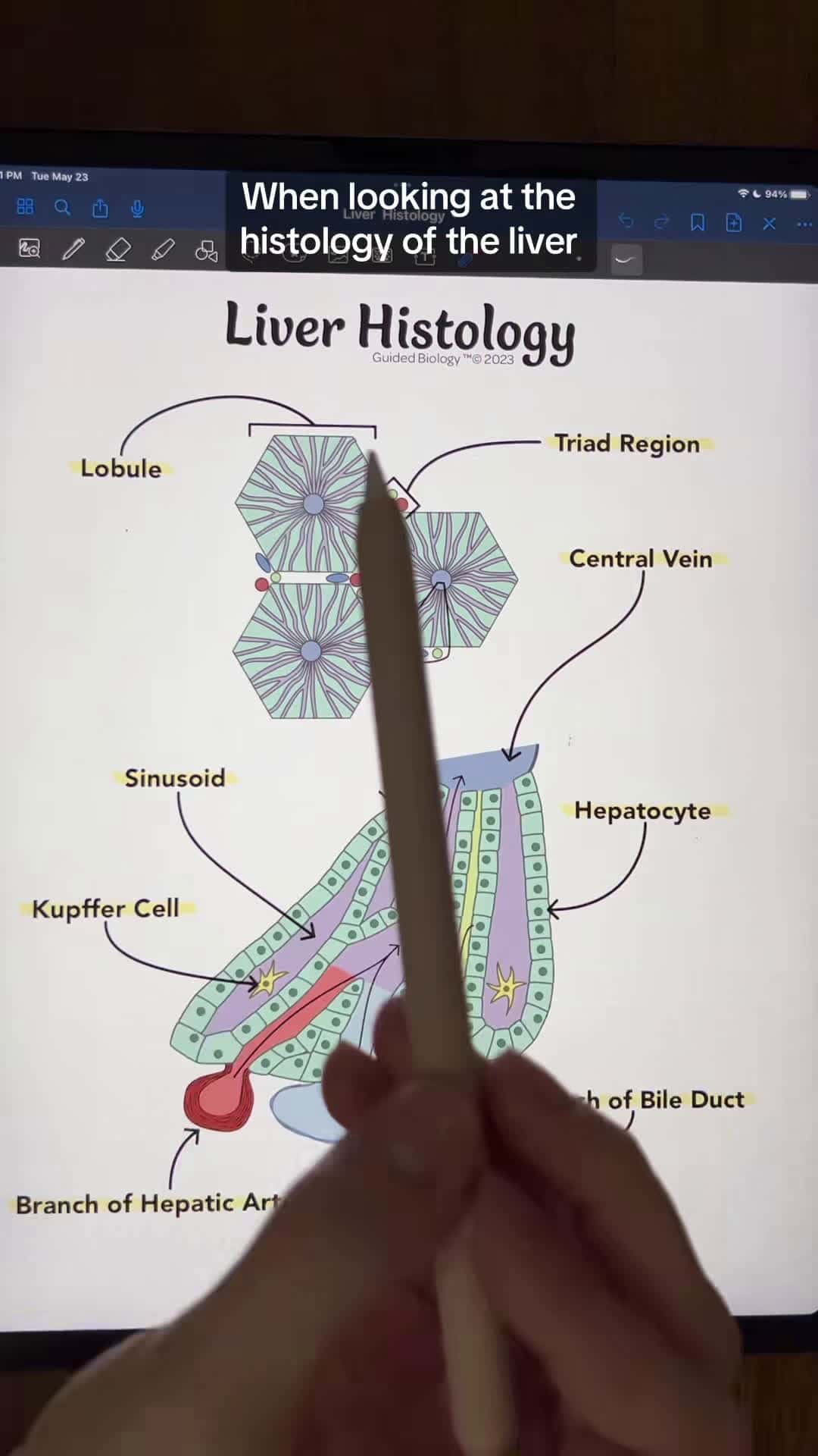 Cover for Histology of the Liver #fyp #antomy #physiology #anatomyandphysiology #studying #anatomystudent #anatomylesson #futurenurses #biologymajor #biologystudent #premed #futurepa #student #studying #goodnotes #liver #histology #bile