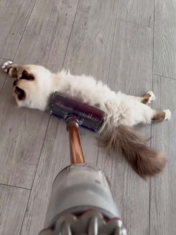 Cover for Cat VS Vacuum Cleaner fyp funny pet haha 09047 #us