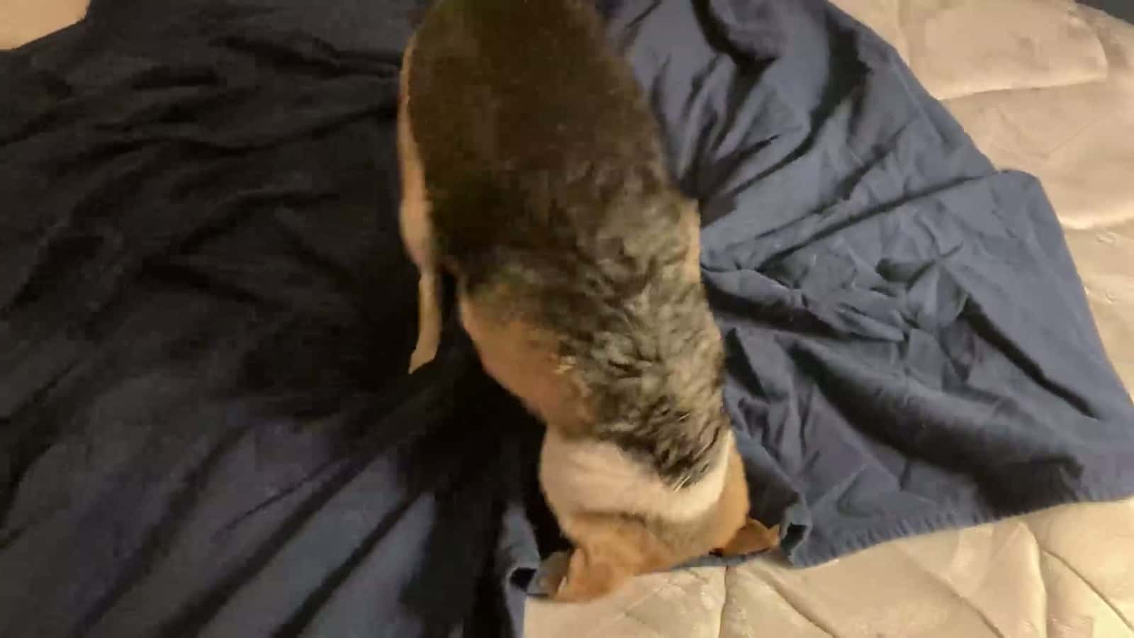 Cover for Starsha drying herself off after another bath.