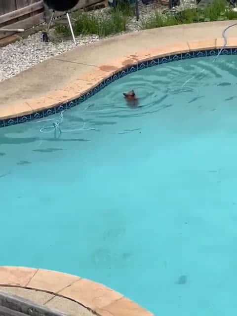 Cover for A hero roofer noticed a dog was drowning in the pool and tried to get someone to come to the door but no one was home so he went into their backyard and saved it!! 