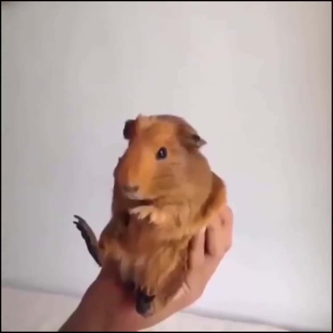 Cover for Fun with Animals Amazing Video - Funny Cute Kitten Meow Make you day #FunAnimalsAmazingVideo #animalrescuse #cutebabies #dogs #kittens #funnyvideo #trynottolaugh #puppy #funny