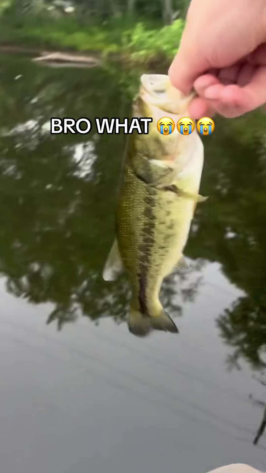 Cover for What the hell was all that about fish fishtok fishing bass bassfishing topwaterfishing topwaterbait