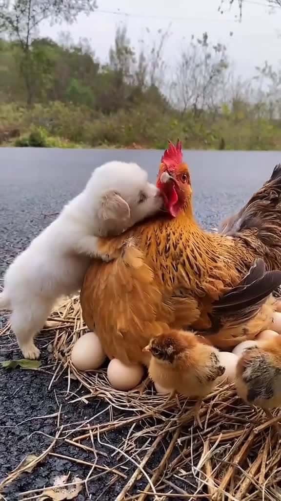 Cover for Friendship between animals Animal cute live in harmony tiktok fyp 99231 #shortvideosscoopz