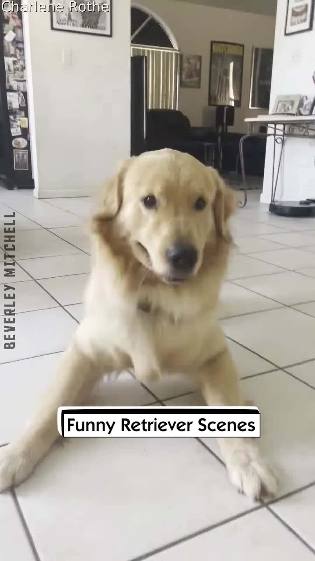 Cover for Funny Retriever Scenes