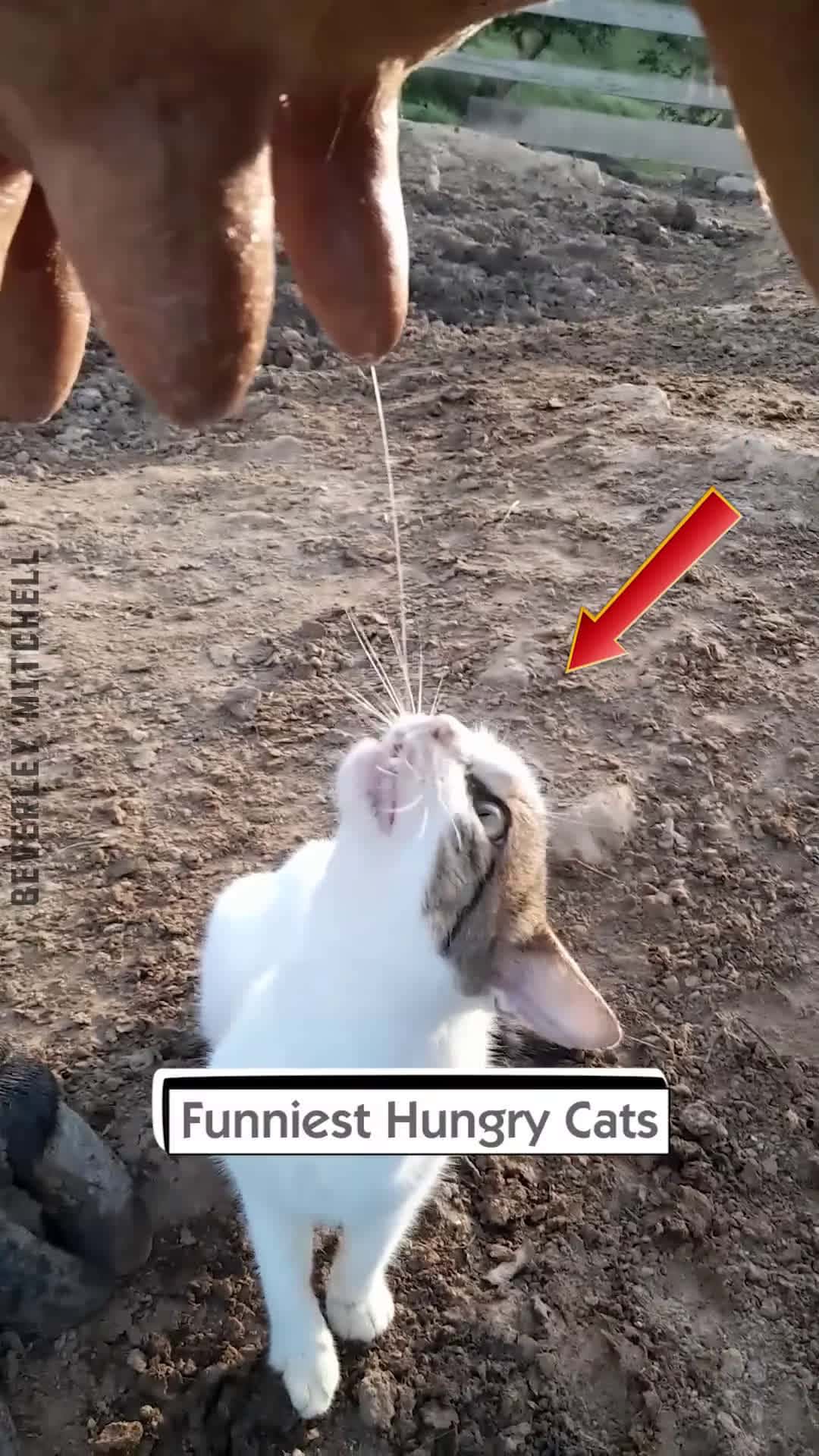Cover for Funniest Hungry Cats