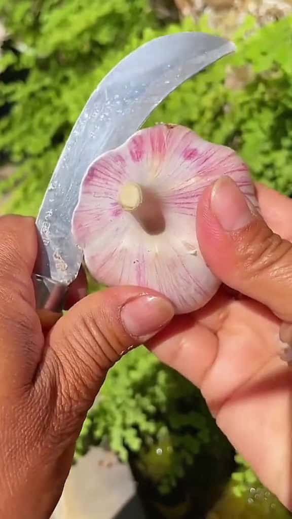 Cover for OMG !! Garlic #asmr #fyp #fyp #usa #fruit #Garlic
