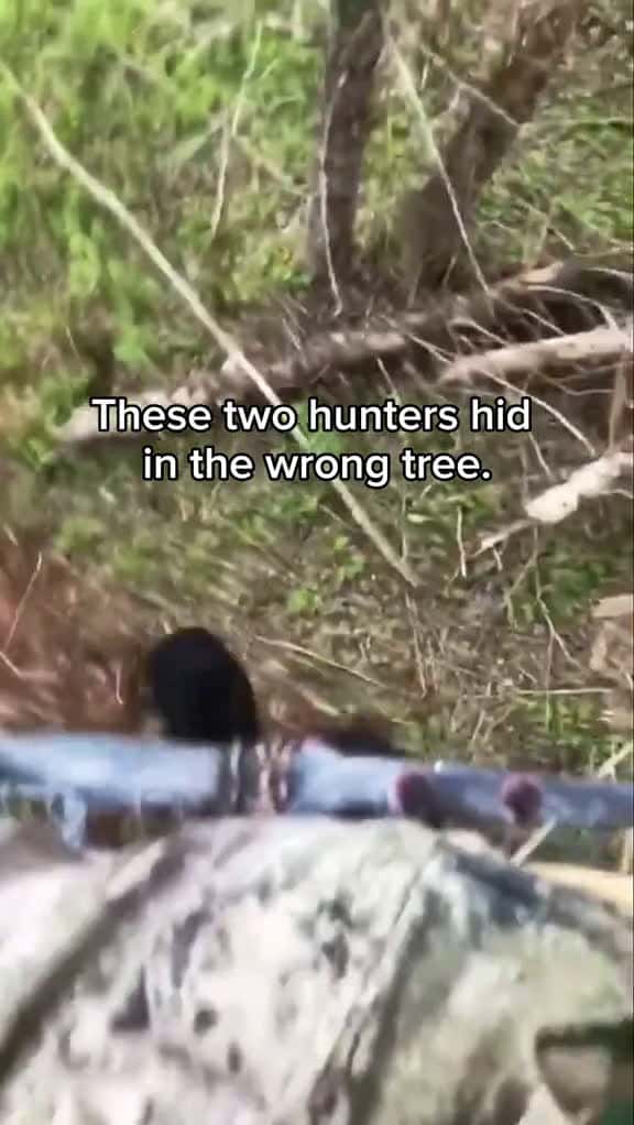 Cover for Animals are fascinating  animalsoftiktok animals animales bigcats wholesome 26710 #trending