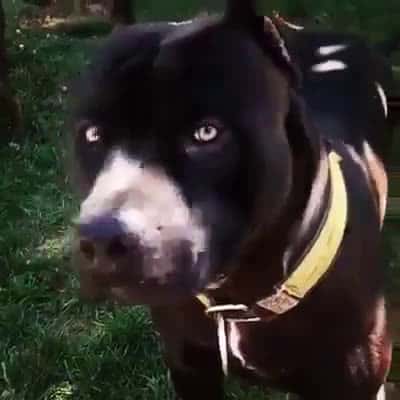 Cover for Funny And Happy Animals Video - Cute Dogs Make Me Day #FunnyAnimals #Dogs #funnyanimals #funnypetsvideo #amazinvideo 1