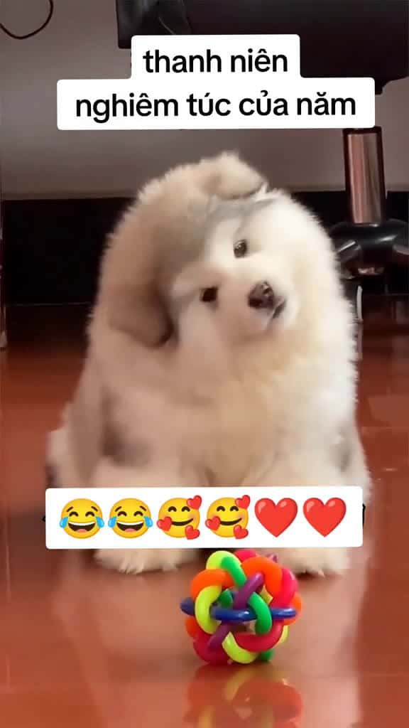 Cover for TryItWithTikTok dog cutedog dogsoftiktok fyp trend videoviral funnyvideos xuhuong 90606 #trend