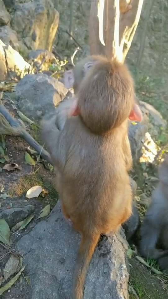 Cover for #monkey #animal #foryou
