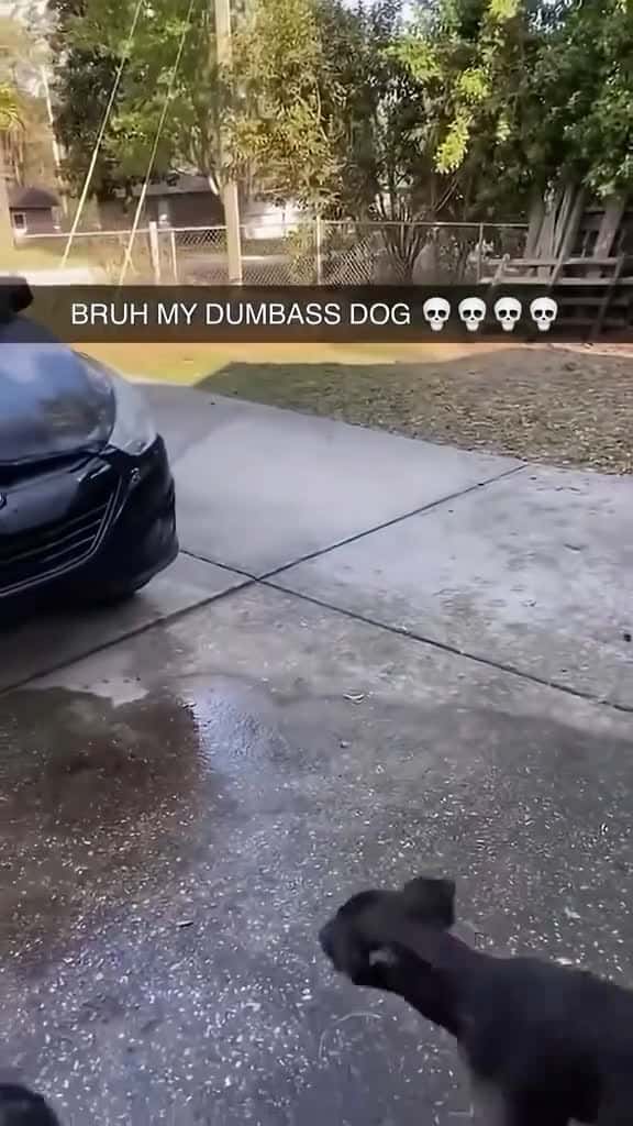 Cover for I think I need a new Dog dog funny funnyanimals funnypets animals dogsofttiktok pet foryou 11902 #shortvideos