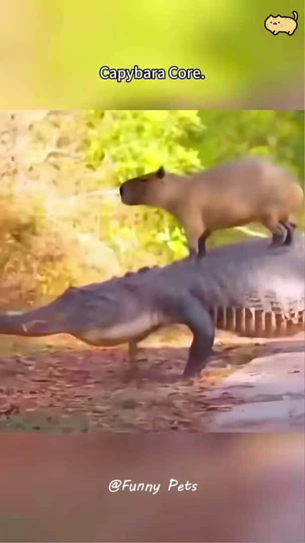 Cover for Capybara Core.#capybara #capybaratiktok #funnyanimals #petvideos_75 (2)