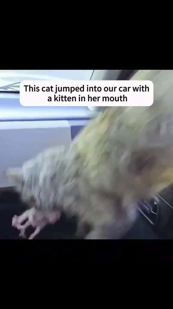 Cover for rescue fyp cat catsoftiktok tiktok 58826 #trending