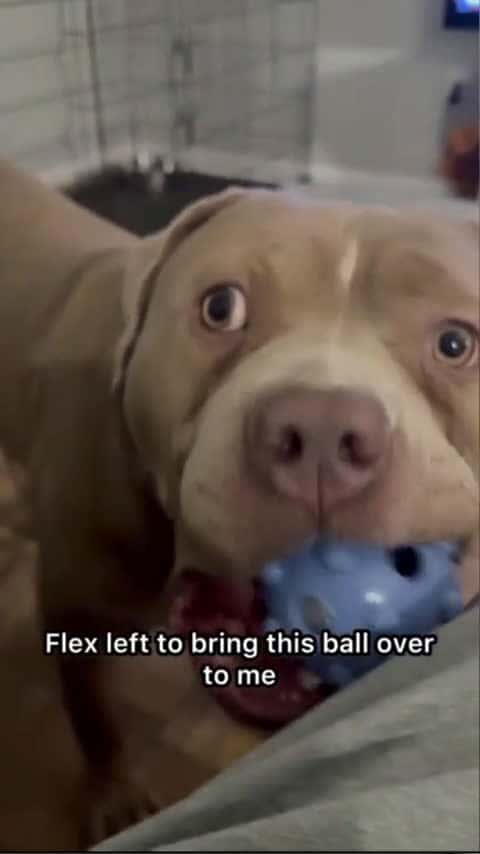 Cover for My Dog Flex Brings Me His Favorite Toys #smartdog_058 (2)