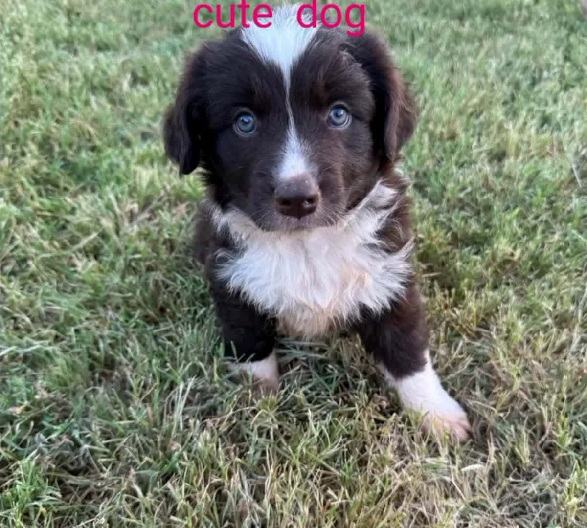 Cover for my dog is so cute