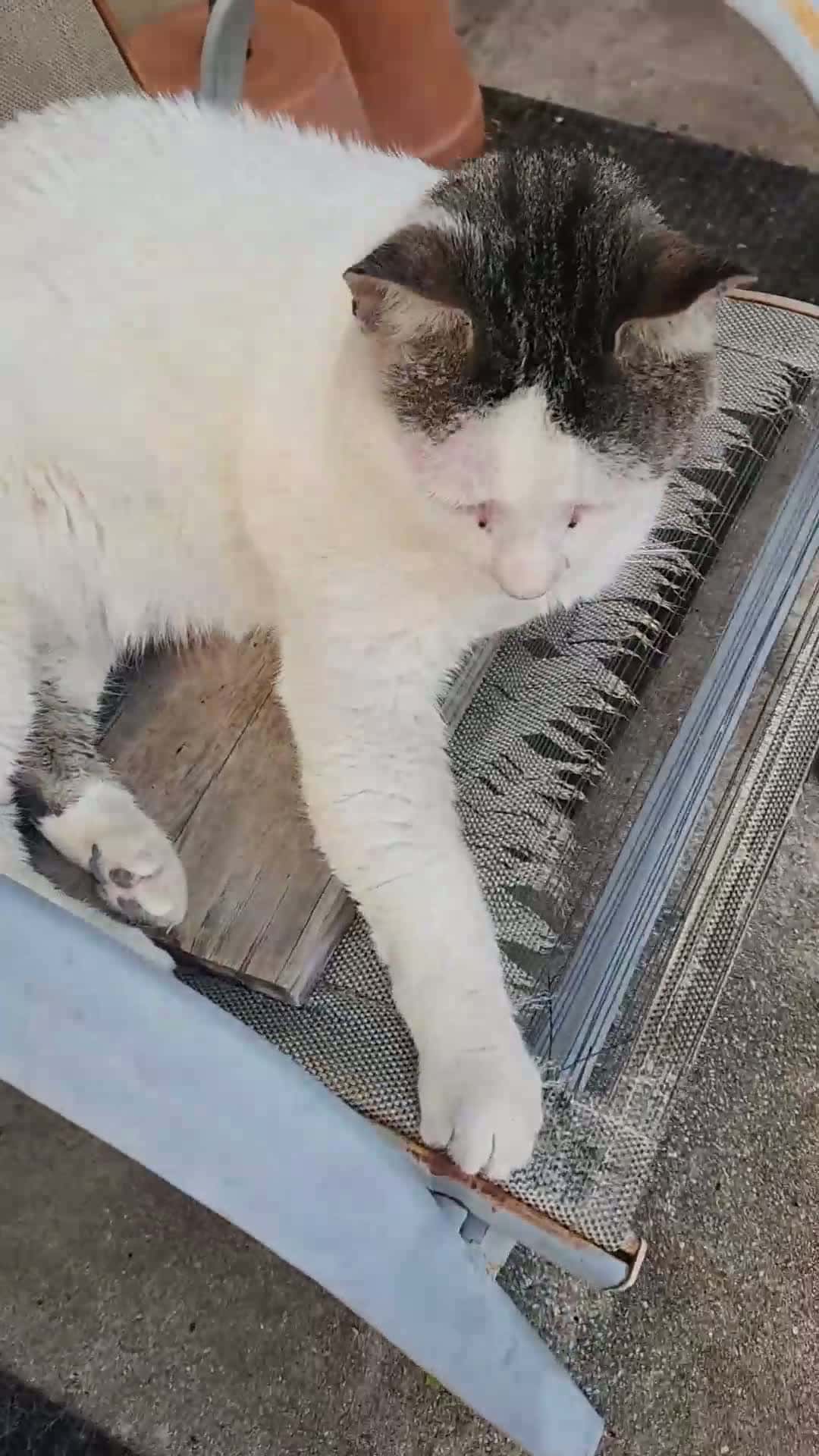 Cover for The life of a barn cat. #cats  #barncats  #straycats 