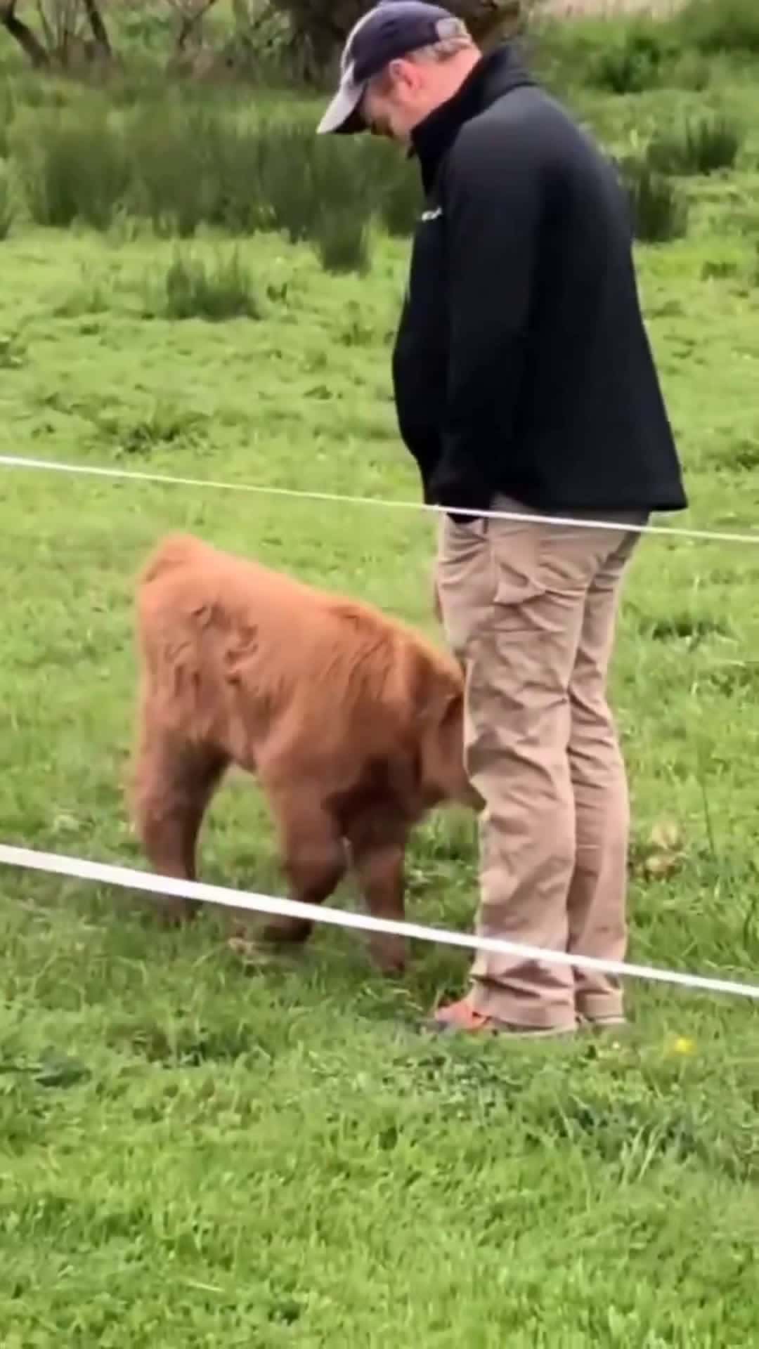 Cover for #animalbeingbros Baby cow gets petted by a man, then mama cow comes to check up on it..🐄🐮😍