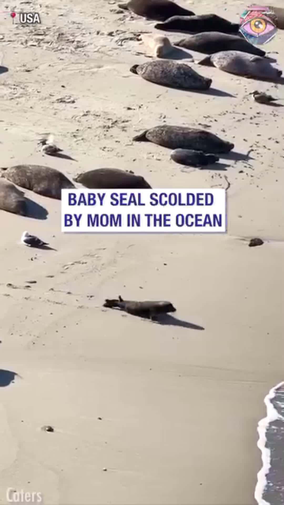 Cover for This is so cute .See what the mother seal did to him #viral