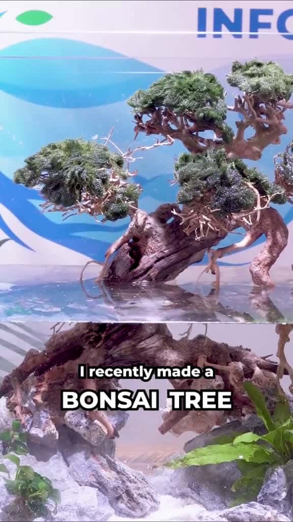 Cover for I made a BONSAI tank with 50,000 SEEDS #fishtok #bonsai 