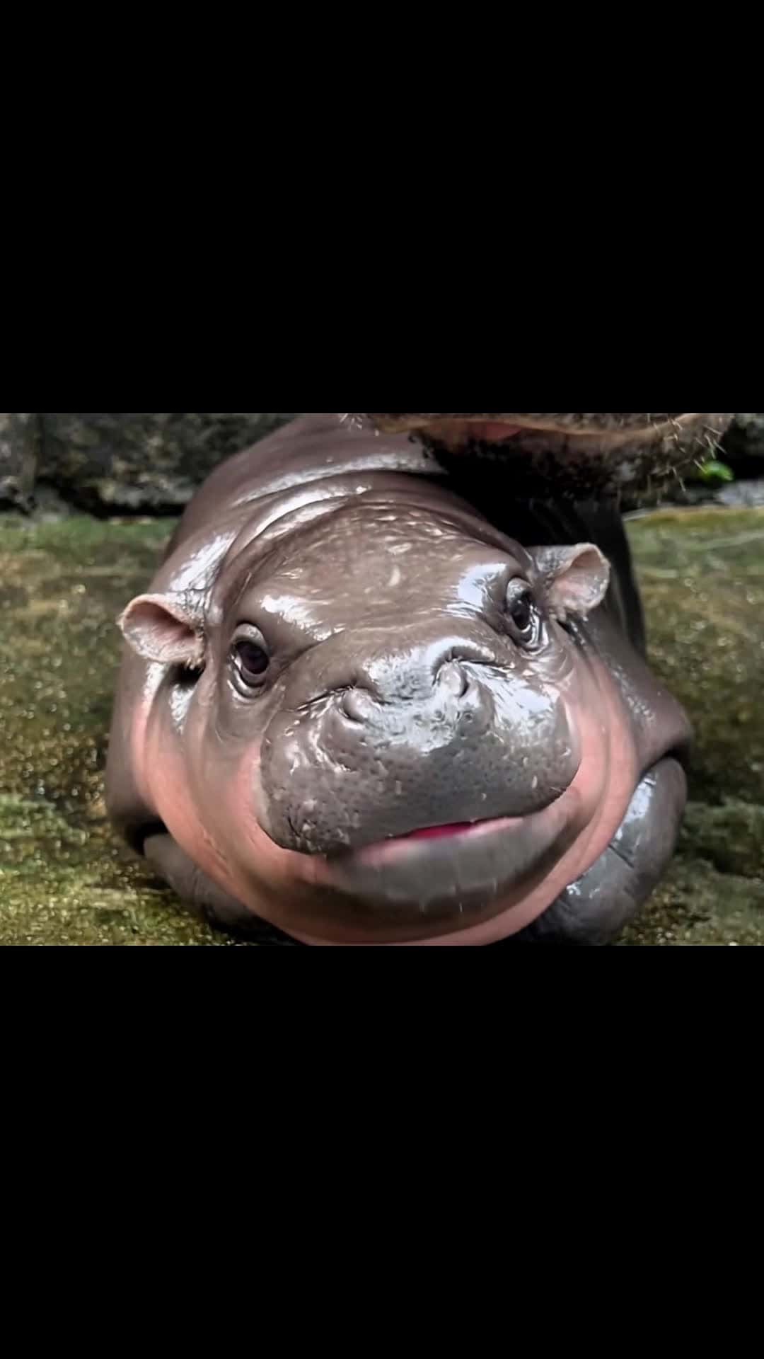 Cover for Moo Deng Eating Raspberries #moodeng #asmr #oddlysatisfying