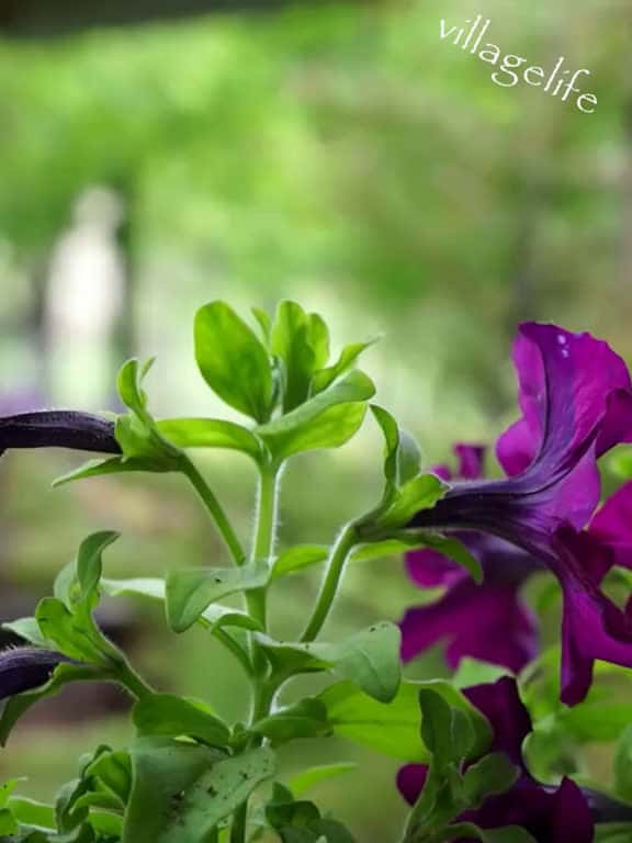 Cover for The Scent of Spring - Homemade Lilac Syrup country countrylifeforme countrylifeforme villa 14990 #shortvideos