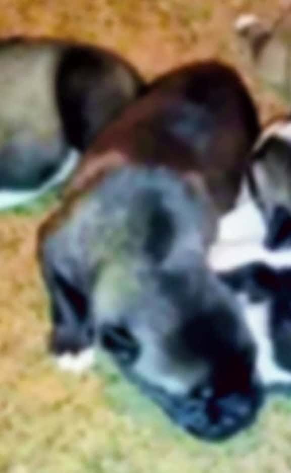 Cover for Wow she has really changed in color over the years! Our bi-eyed beauty Lilith. Pics progressing from her birth in 2018 to her now in 2025 😍🥰🤩 #dogs #dogsoftiktok #beautiful #bi #colored #eyes #brown #& #blue #our #beloved #swee...