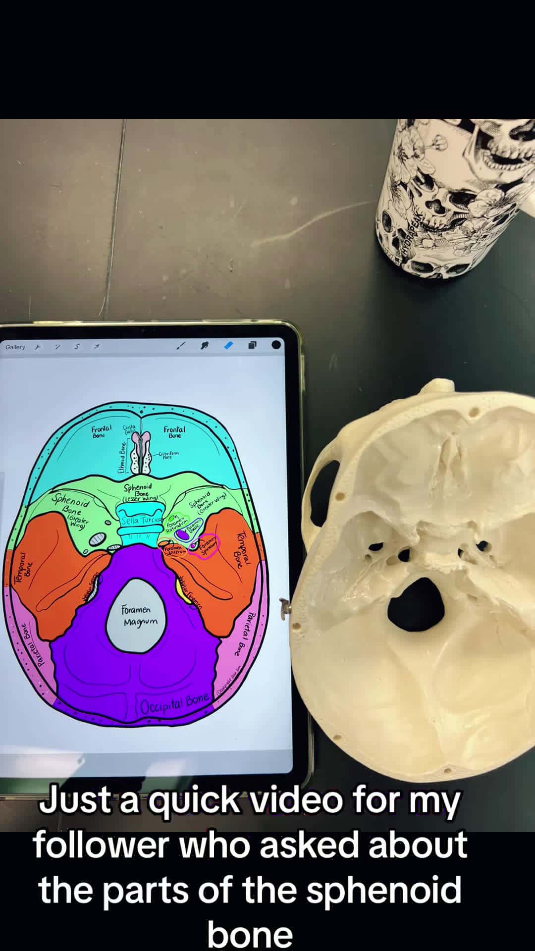 Cover for Replying to @brit Parts of the Sphenoid Bone #sphenoidbone #cranium #skull #bones #skeleton #skeletalsystem #anatomy #sciencetok #anatomylab #nursingschool #nursingstudent #medstudent #anatomyclass #study #anatomylesson #anatomyandphysiology #anatomyteacher #studytok #anatomyandphysiologyhelp