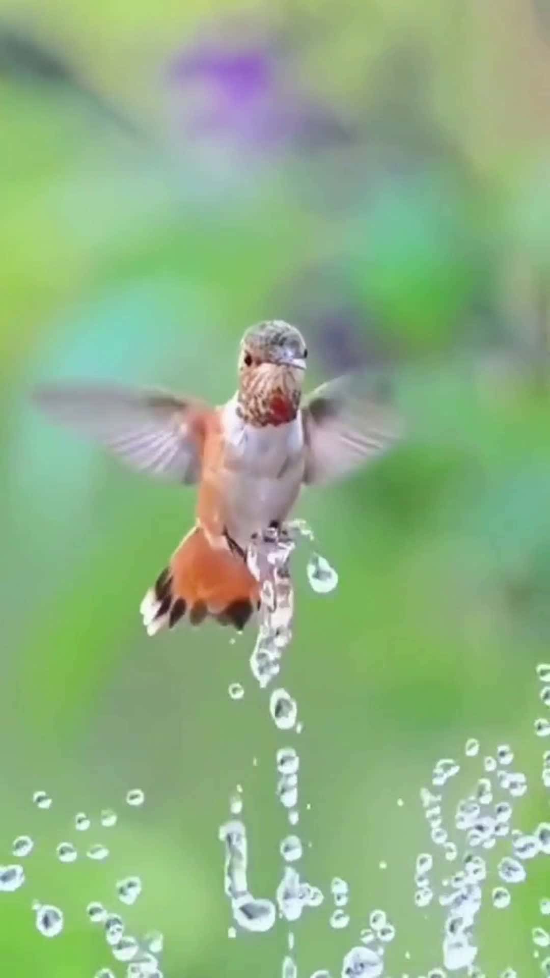 Cover for The hummingbird is a bird that comes in different colors and has very interesting.