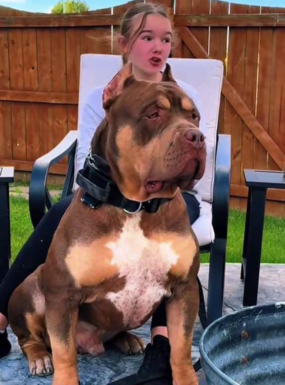 Cover for Giant dog funnydog dog foryou fyp funny 62699 #nicevideo