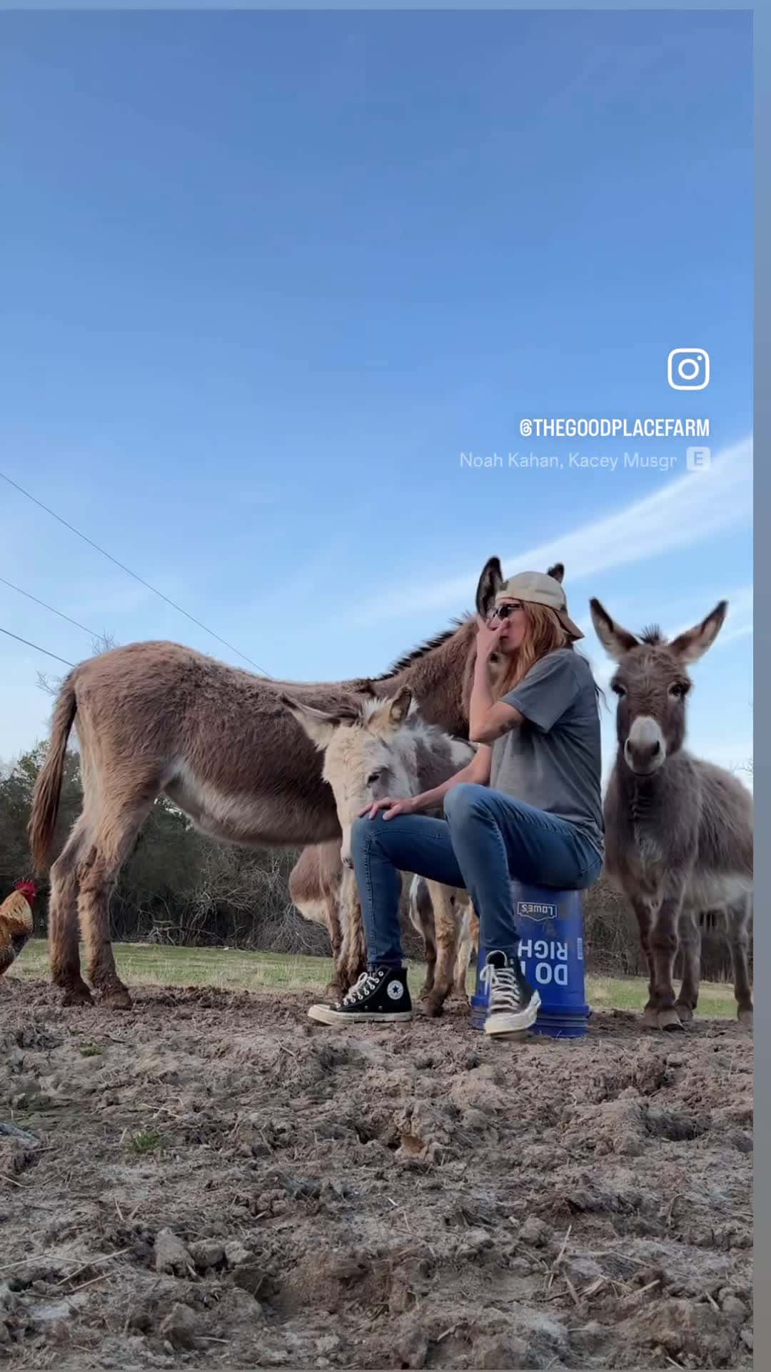 Cover for Back in 2019 I got a text from a good samaritan cowgirl looking to capture and relocate a pack of feral miniature donkeys who weren’t being cared for and of course I jumped at the chance. It took her weeks to lure them onto a trailer but she finally did and when she brought them to me I put them in a small enclosure so the kids and I could work on bonding with them. Each day, for several hours, we would take turns sitting on a bucket or in a chair and reading to them or the kids would just sit a
