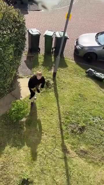 Cover for /storage/emulated/0/Download/Neighbour Got Furious As He Was Cutting The Grass At 7 AM