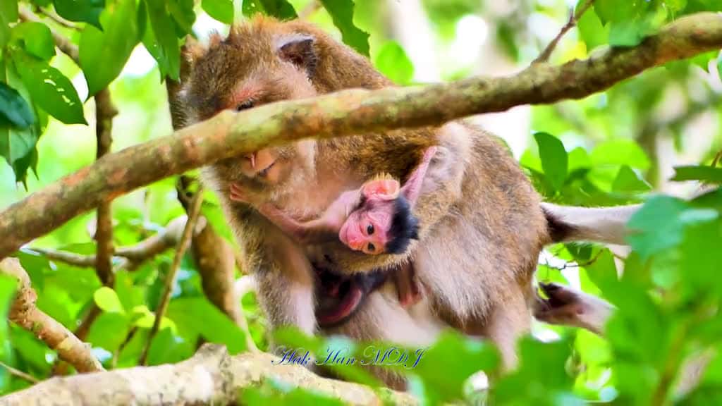 Cover for Cute Cute Newborn Monkey Hugs Mother So Firmly Because She Is Afraid Of Falling. 14411 #trendingscoopz