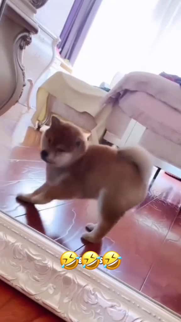 Cover for #voiceover #talkingdog #talkingcat #funnyvideos #funny #pets #funnypets #funnymoments #animal 