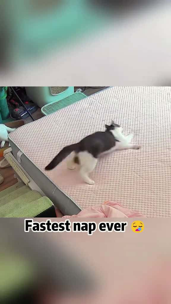 Cover for Sleeping harder than I ve ever worked cat kitty fyp catlover catsoftiktok 51181 #shortvideosscoopz