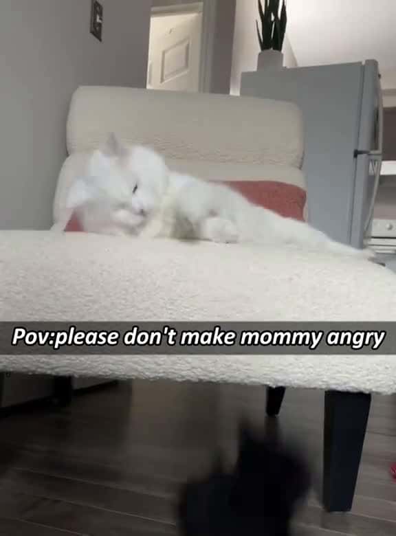 Cover for Kitten please don t make mommy angry fyp foryou funnyanimasl funnycats catsoftiktok kitten 90910 #american