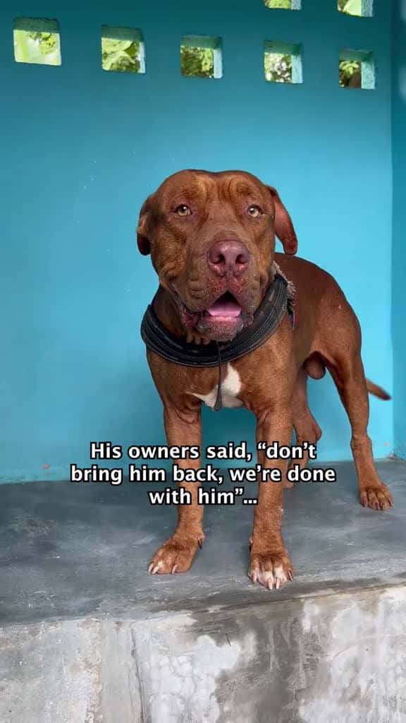 Cover for His owners didn’t want him anymore and left him to suffer💔 #streetdogs #dogrescue #dogsoftiktok #dogsofthailand #dogrescuer  created by Happy Doggo with Coldplay’s Yellow