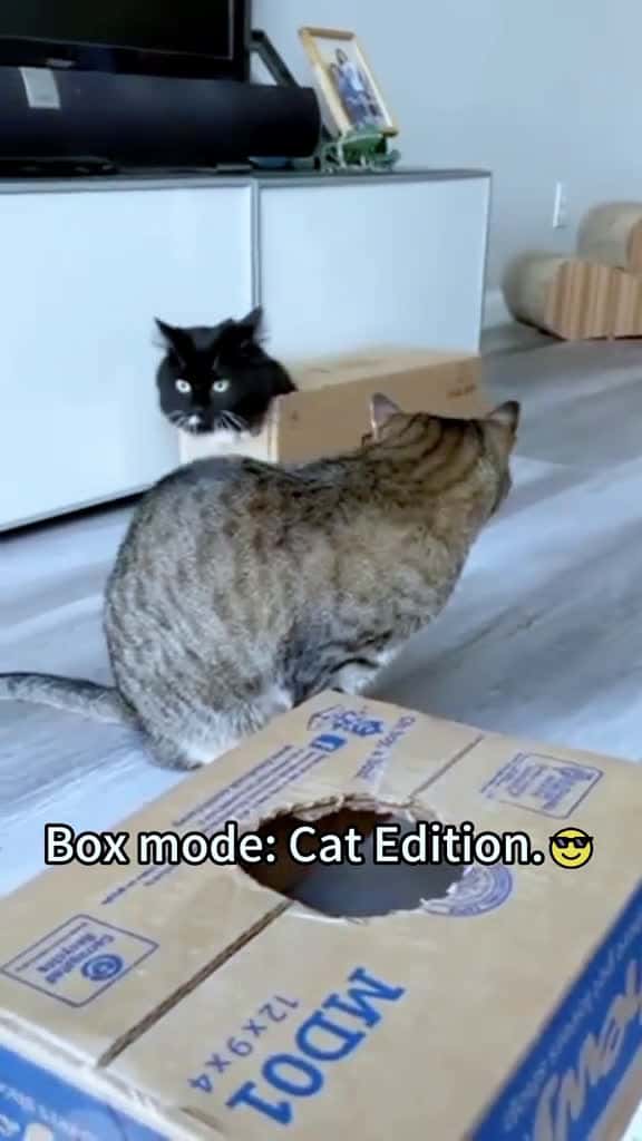 Cover for Cat I only trust cardboard now cat catsoftiktok cats 29855 #trending