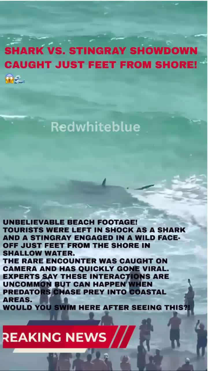 Cover for Shark vs. Stingray Showdown Caught Just Feet from Shore! 😱🌊 #SharkVsStingray #BeachEncounter #WildlifeCaughtOnCamera #SharkAttack #Stingray #BeachLife #NatureShorts #OceanLife