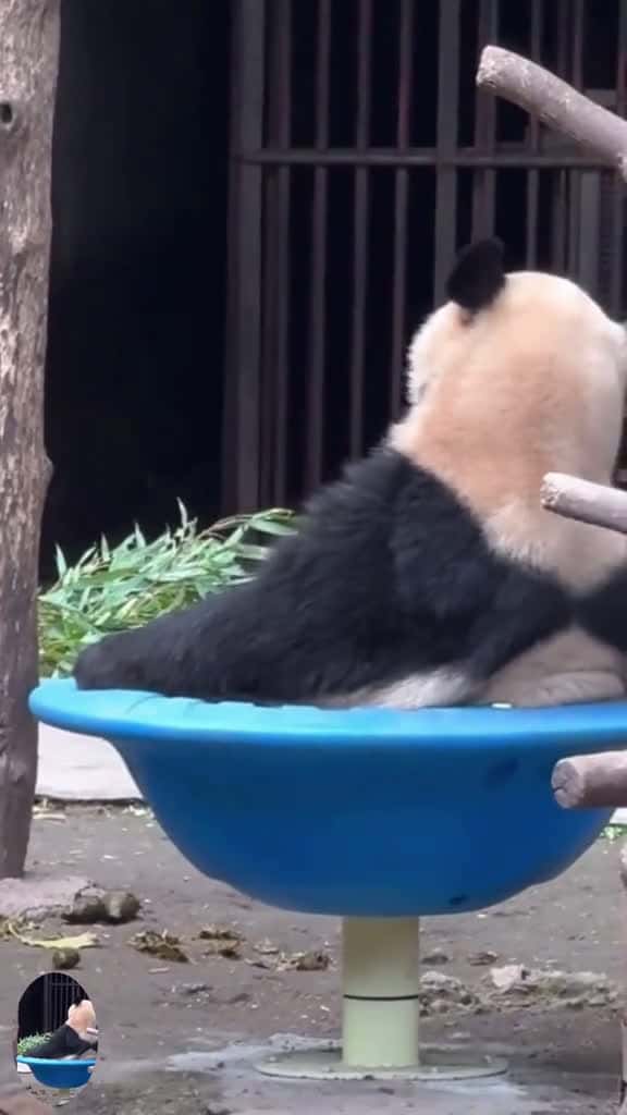 Cover for Giant pandas also feel lonely fyp panda tiktok happy Love foryoupage usa foryou cute 31391 #shortvideosscoopz