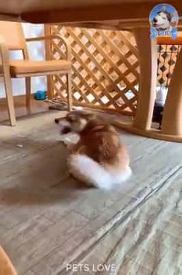 Cover for End of the day entertainment with funny dogs #FunnyDogs #Dogs #FunnyPets #Pets