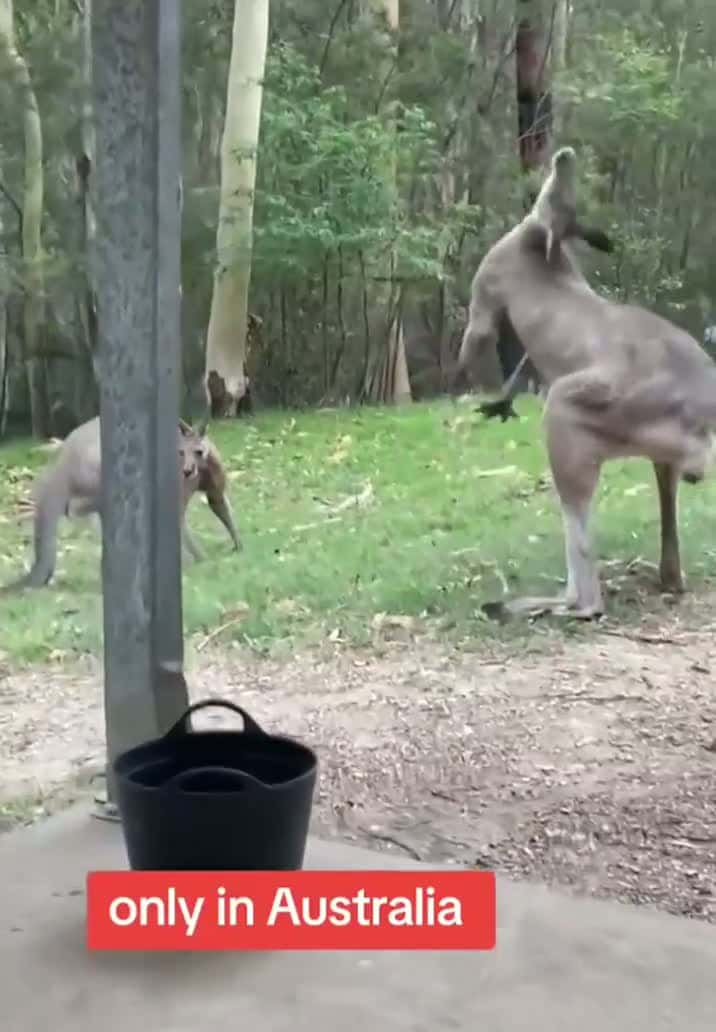 Cover for 🦘🦘 #kangaroo animal #CaughtOnCamera