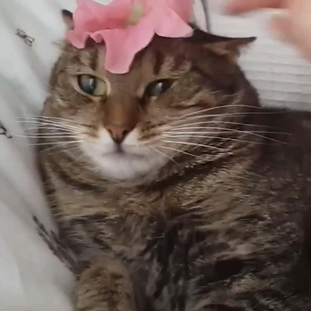 Cover for Cute Animals Wtih May Flowers - Cute and Funny Animals Moment Video #flowers #cuteAndFunny #funAndFails #funnyanimals #funnypetsvideo #dogs #kittens #funnyvideo 1