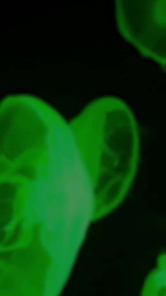 Cover for lovequotes viralvideo foryourpage 64983 #us