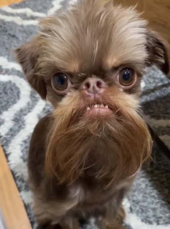 Cover for Funniest dog faces funnydog dog fyp foryou funny 73998 #trendingscoopz