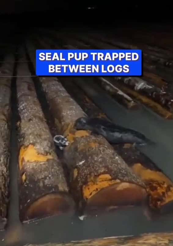 Cover for SEAL PUP TRAPPED BETWEEN LOGS