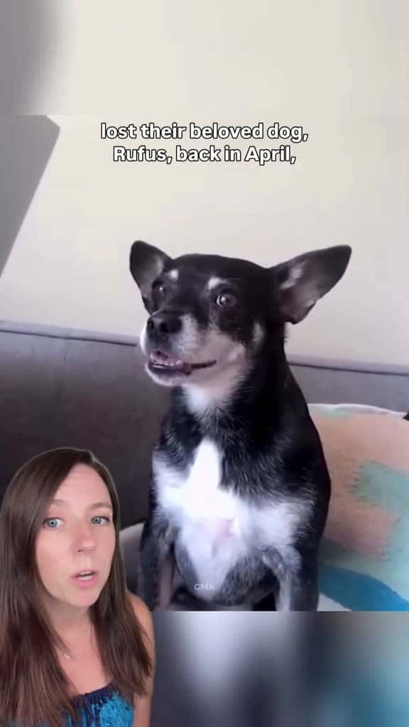 Cover for 'When this family lost their beloved dog Rufus, they were heartbroken. But soon, they found a senior rescue who looked just like him, and felt just like him too.   Then a DNA test revealed the shocking truth. 🐕 📸 @Muttville / I...